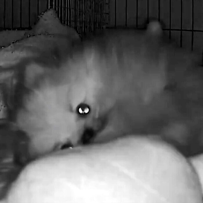 見守りカメラに録画されたちもちゃんの映像