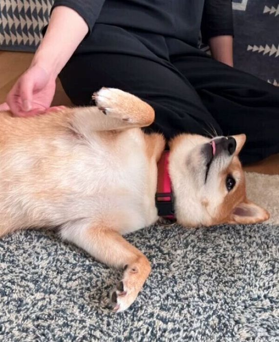 おなかを見せるあんこちゃん