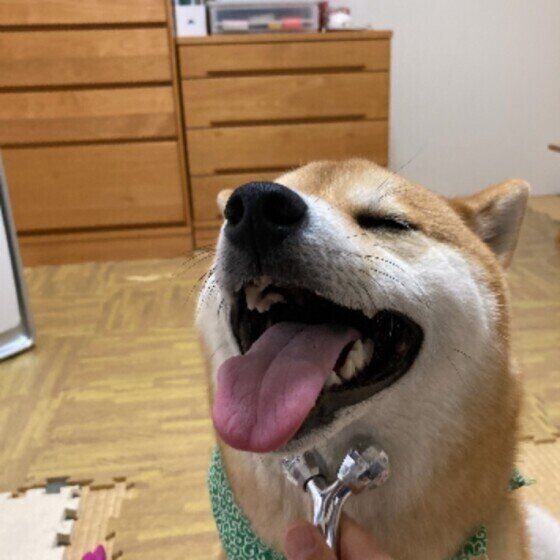 笑顔の柴犬