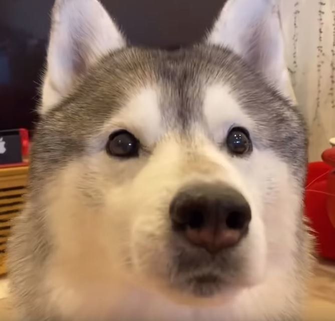 焼き芋を見つめるシベリアン・ハスキー