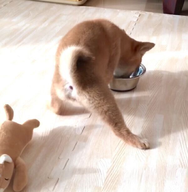 食べ方のクセが強いあくびちゃん