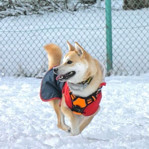 楽しそうに走る咲季ちゃん