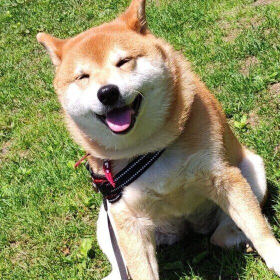 柴の凛ちゃん♪