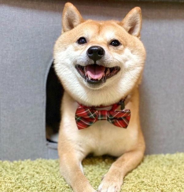 笑う豆千代くん