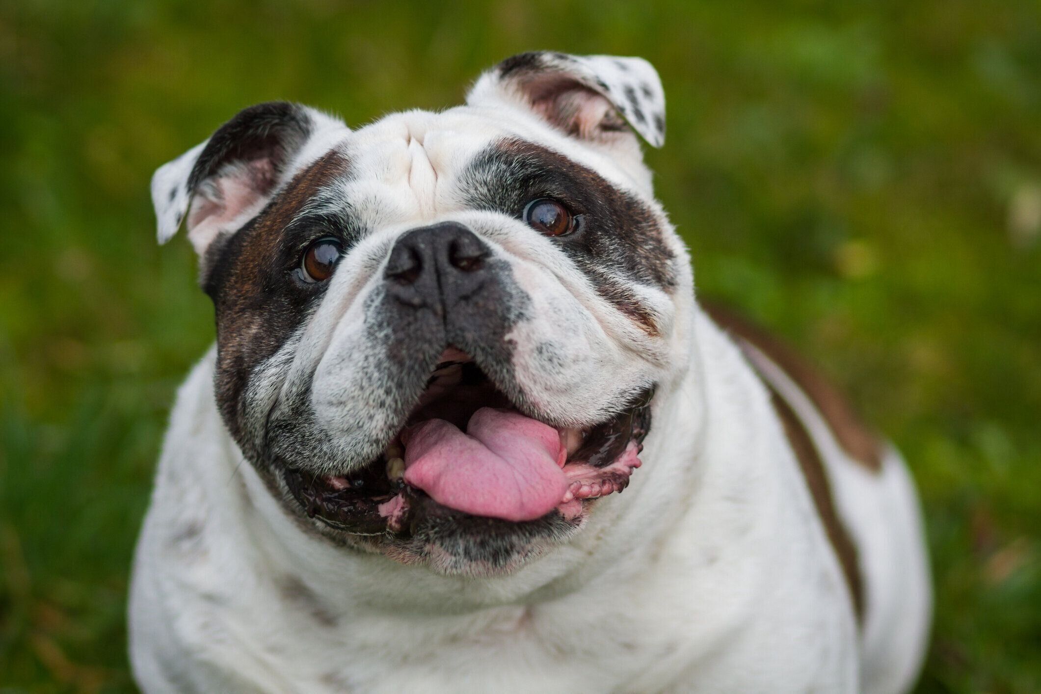 カメラを見つめる犬