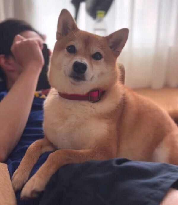 飼い主さんに甘えるあんこちゃん