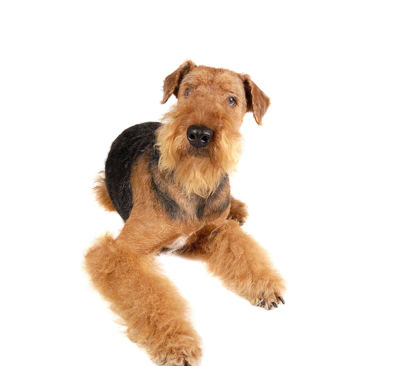 エアデール テリアの特徴と性格 飼い方 価格相場など 犬図鑑 いぬのきもちweb Magazine エアデール テリアの特徴と性格 飼い方 価格相場など 犬図鑑 いぬのきもちweb Magazine