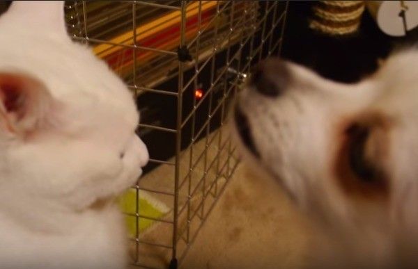 じゃれ合う犬と猫