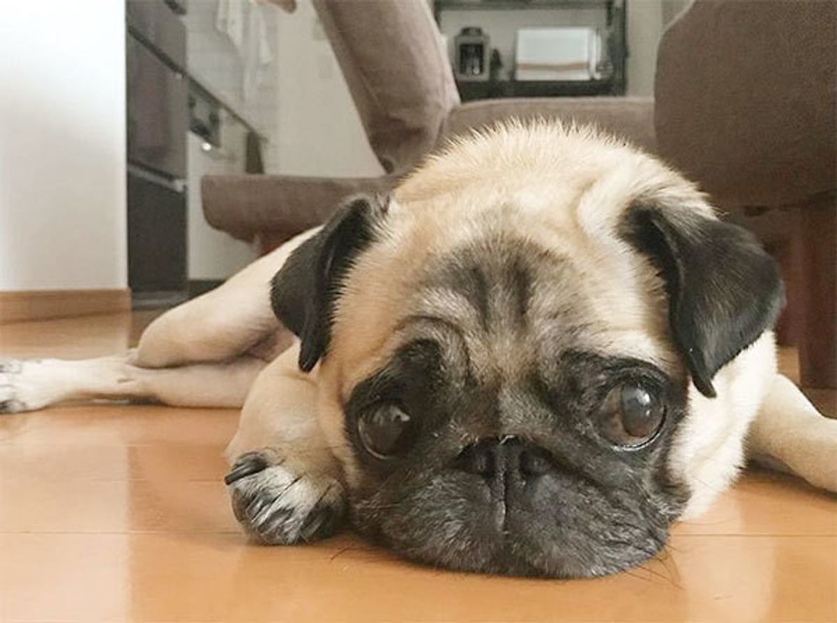 専門家が解説 テレビを見る犬 実は 好きな番組もあるらしい いぬのきもちweb Magazine 専門家が解説 テレビを見る犬 実は 好きな番組もあるらしい いぬのきもちweb Magazine