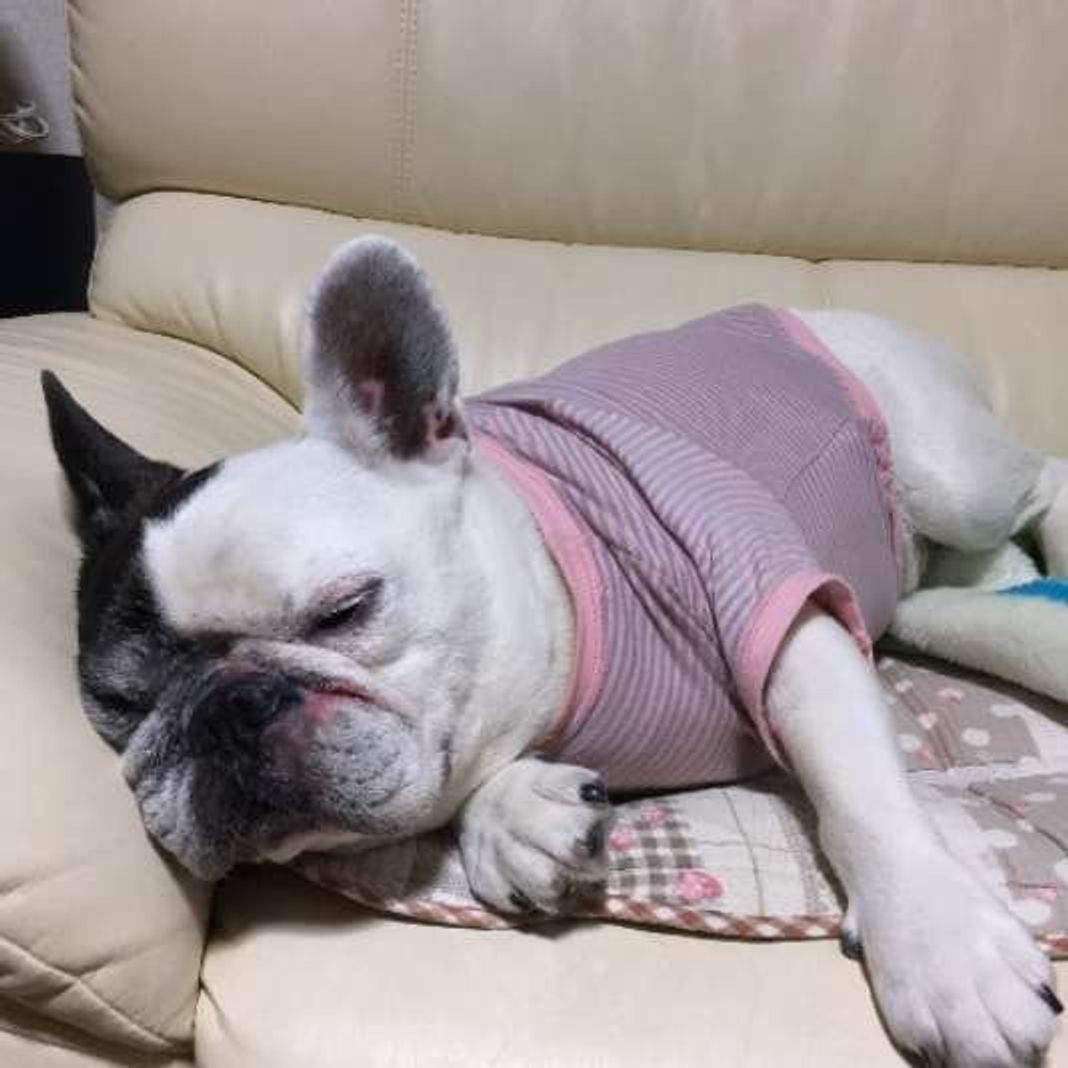 獣医師監修 犬にも睡眠時無呼吸ってあるの 危険ないびきも いぬのきもちweb Magazine 獣医師監修 犬にも睡眠時無呼吸ってあるの 危険ないびきも いぬのきもちweb Magazine