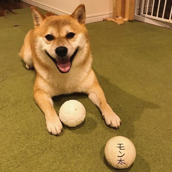柴犬のもん太ちゃん