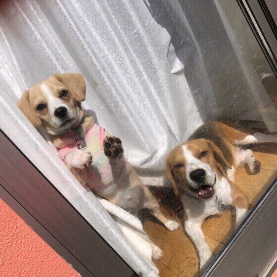 飼い主を見送るMix犬