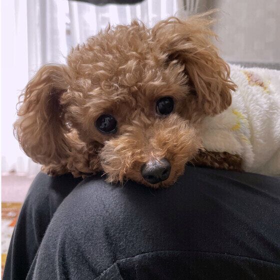 チロル  甘えん坊トイ・プードル