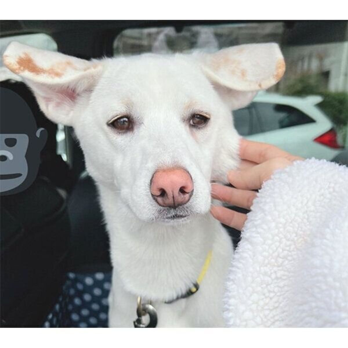 病院が苦手で 気持ちが顔に出ちゃう犬 着いたとき 帰るとき の 表情の差 が可愛い いぬのきもちweb Magazine 病院が苦手で 気持ちが顔に出ちゃう犬 着いたとき 帰るとき の 表情の差 が可愛い いぬのきもちweb Magazine
