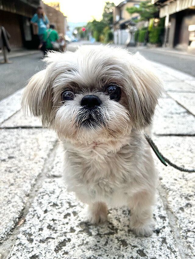 シーズー犬マンガてんぽshihtzu