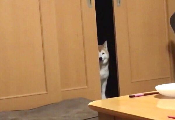 柴距離を発動させるロペさん