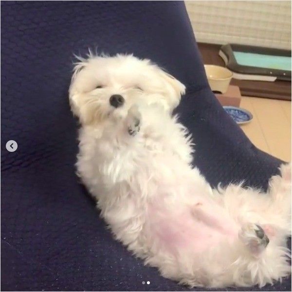 おっさん化ワンコ