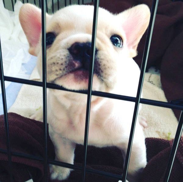 見つめるボブくん