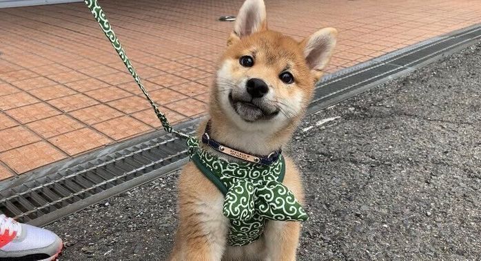 散歩デビューしたときのあさひくん