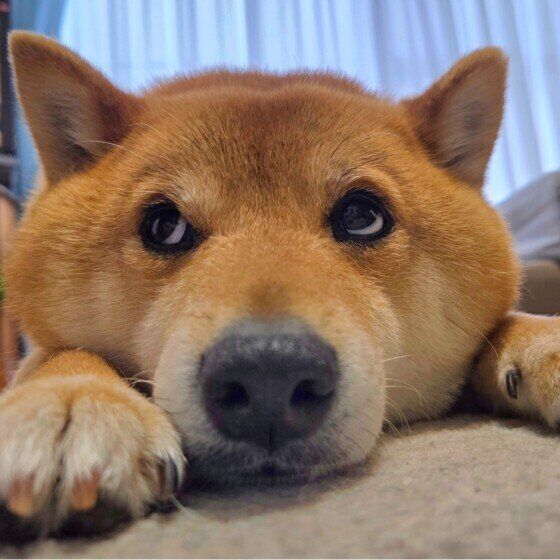 上目遣いの柴犬