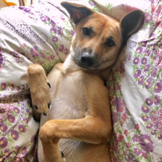 【調査結果】実際に犬の介護で役立ったグッズ〜排泄・移動編〜