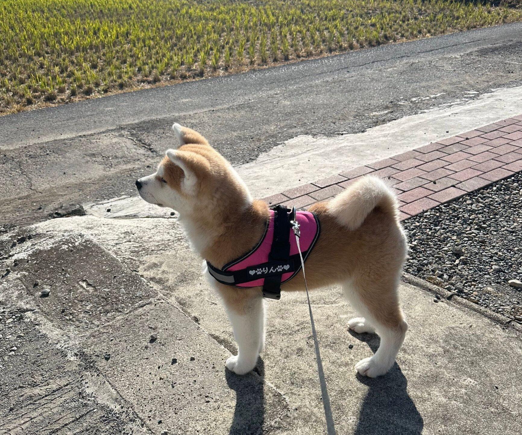 散歩するりんちゃん