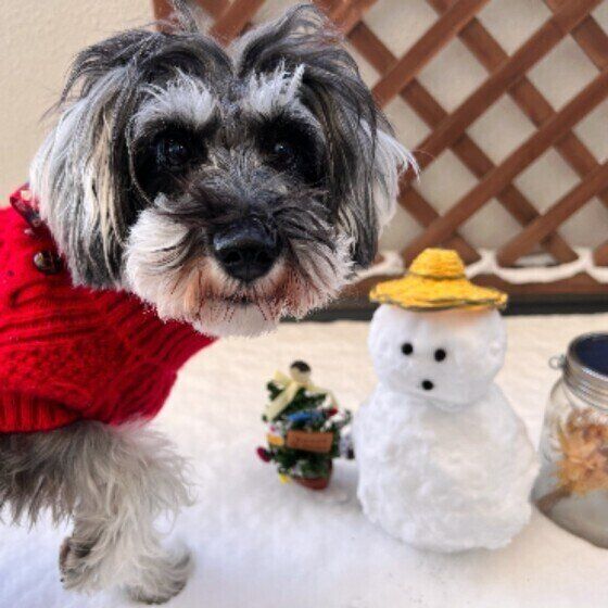 ミニチュア・シュナウザーのうららちゃん