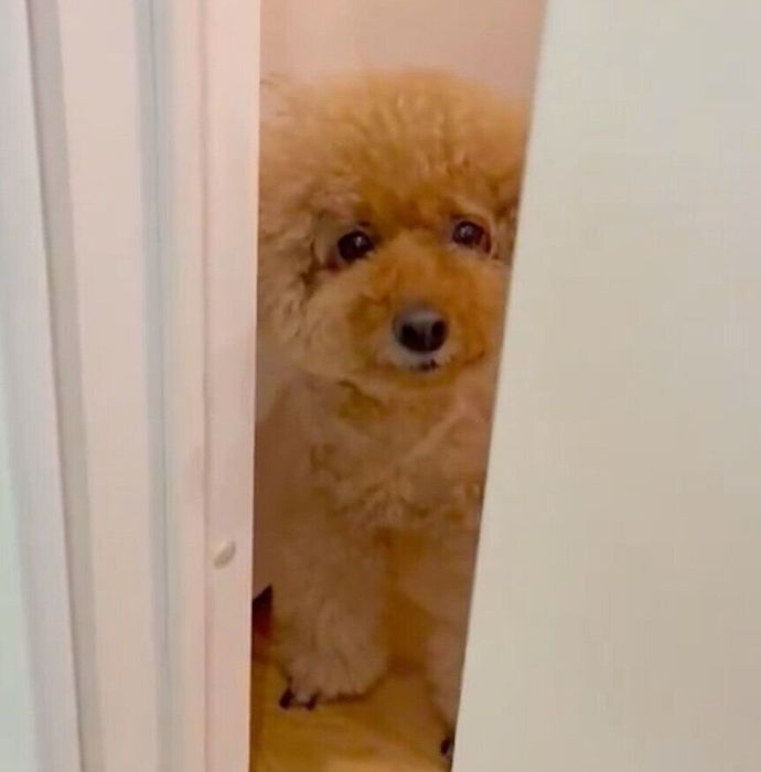 洗面所で着替える飼い主さんを見つめるプーチンくん