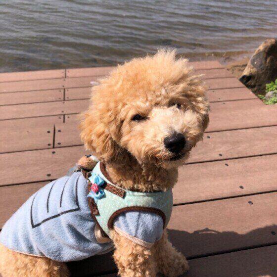 トイ・プードルの麦ちゃん