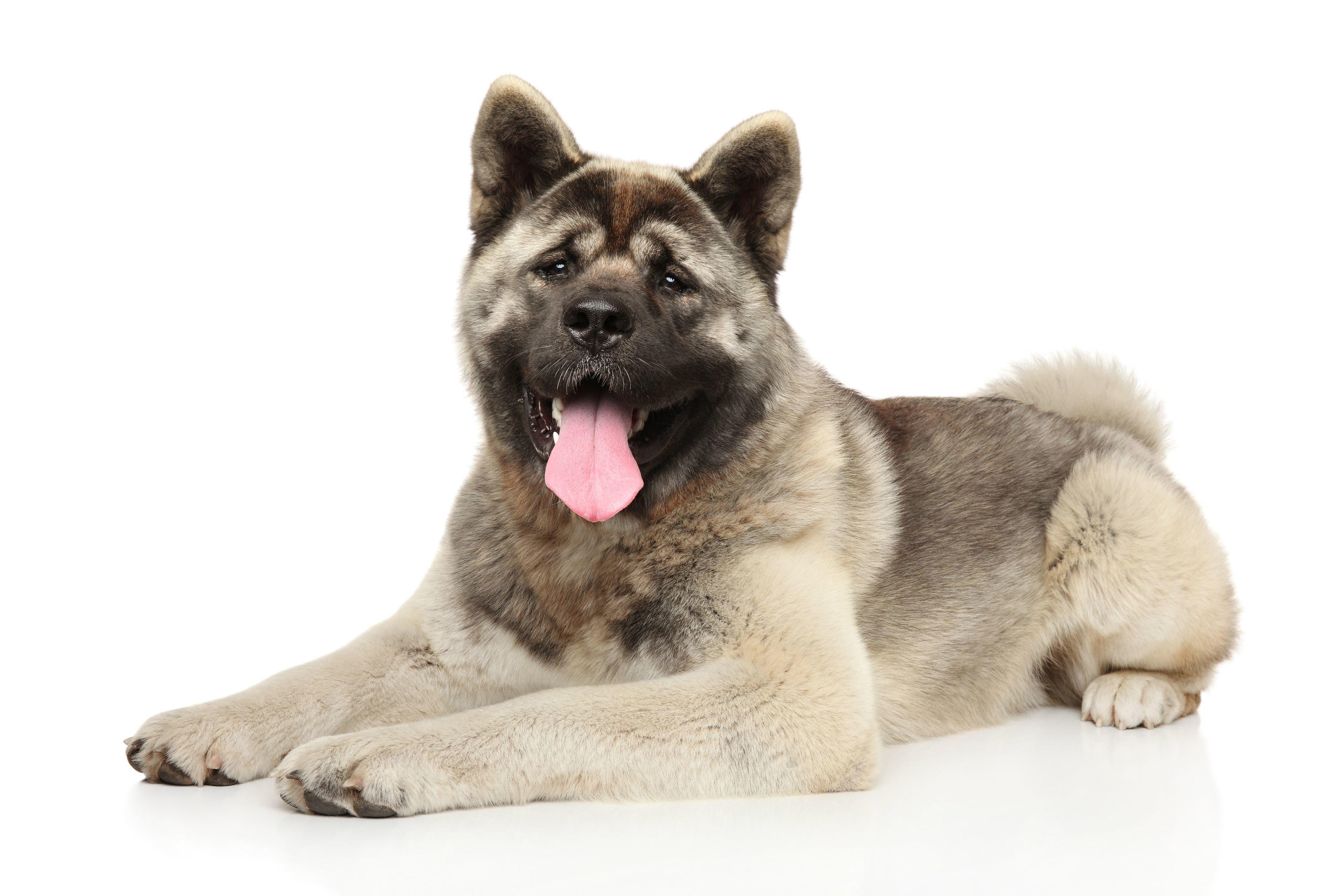 アメリカン・アキタ