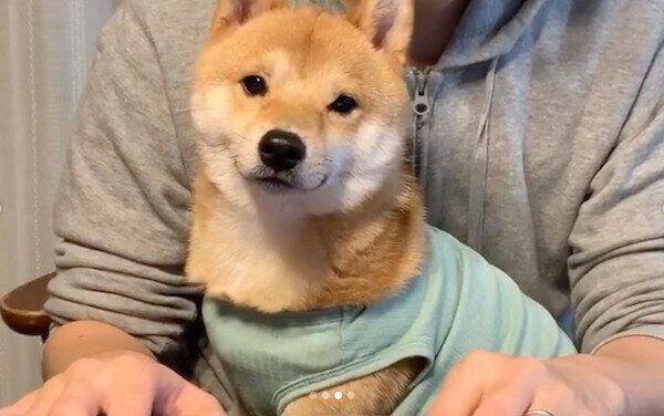 パパにかまって攻撃をするうにくん