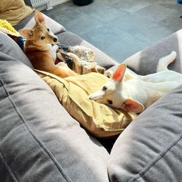 くつろぐ梅ちゃんと稀ちゃん