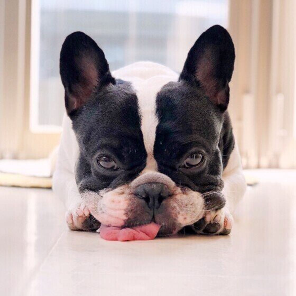 あなたの愛犬は大丈夫 犬が1日に飲むべき水の適正量を獣医師が解説 いぬのきもちweb Magazine あなたの愛犬は大丈夫 犬が1日に飲むべき水の適正量を獣医師が解説 いぬのきもちweb Magazine