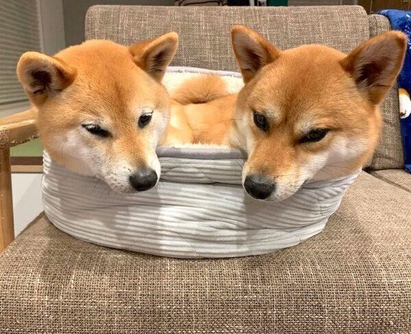 同じペットベッドに入るわさびくんともずくくん