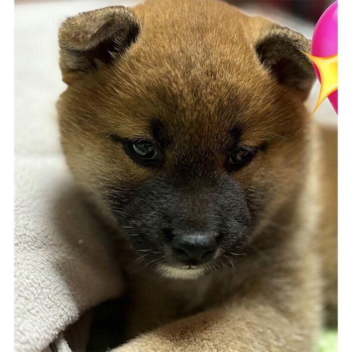 マズルが黒くて耳が完全に立っていなかった柴の子犬→1カ月後の「柴犬らしくなってきた姿」に、成長の早さを実感!|いぬのきもちWEB MAGAZINE