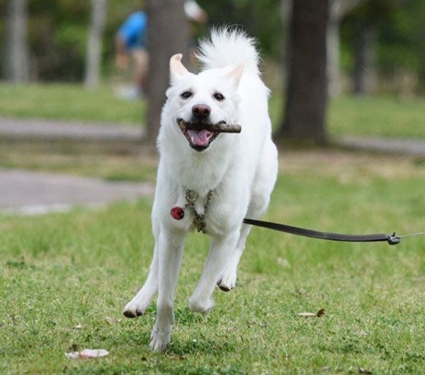 元保護犬・ルルちゃん