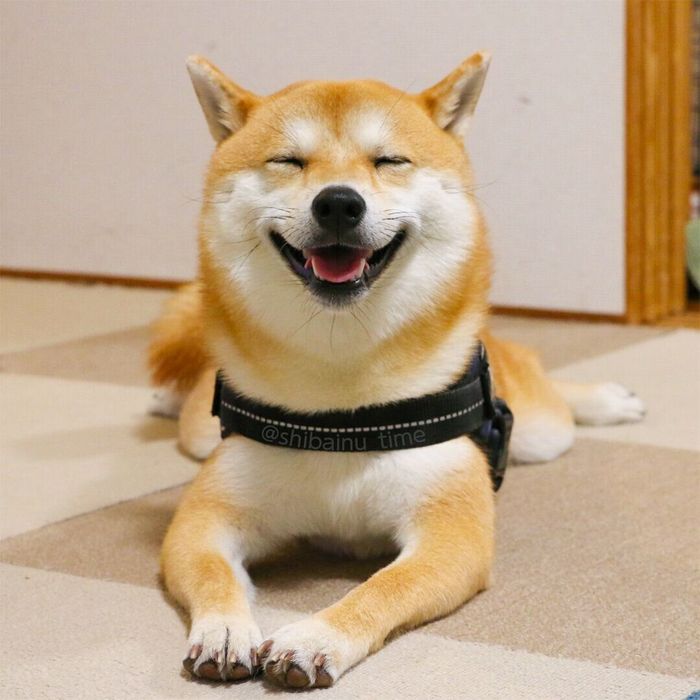 楽しそうなたろのしゅけくん