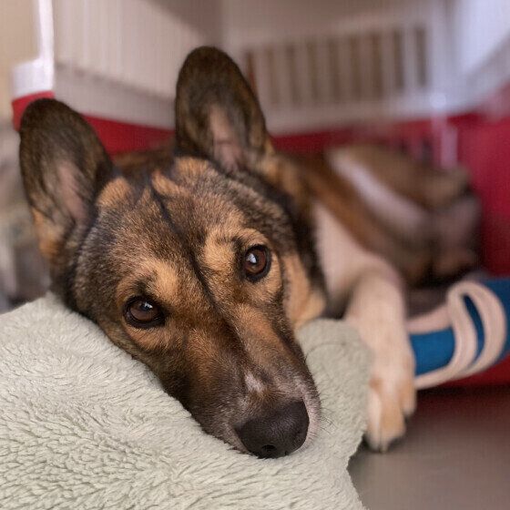 中型犬のウニくん