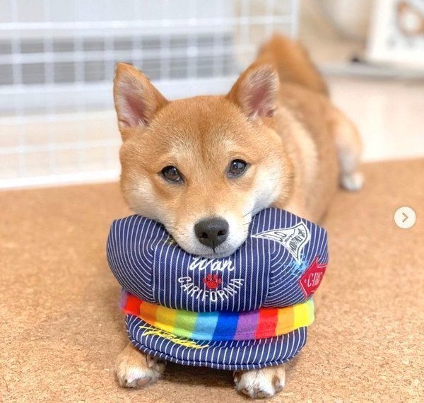 キャスケットにアゴを乗せる福ちゃん