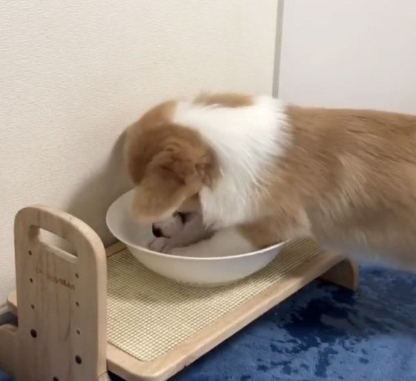 水をバシャバシャするコーギー