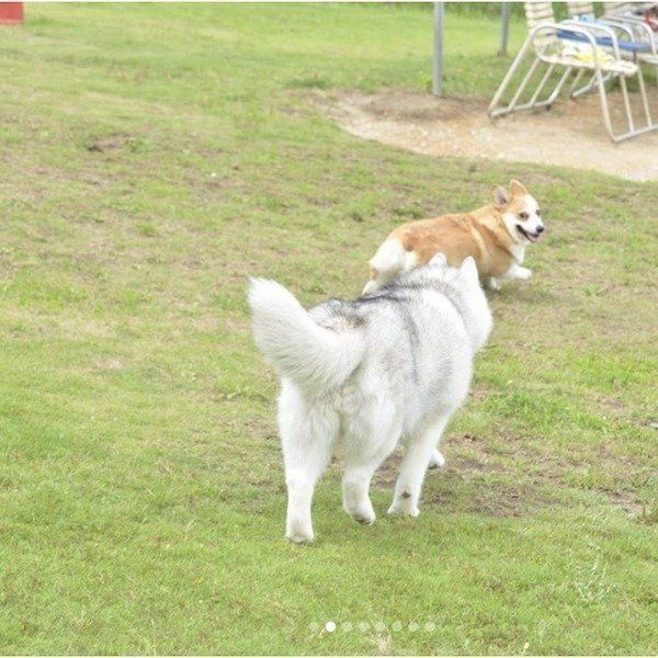 遊ぶシベリアン・ハスキーとコーギー