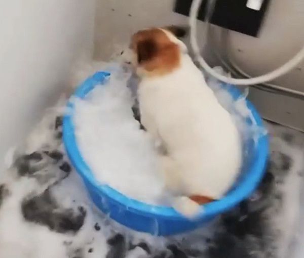 お風呂が大好きな犬