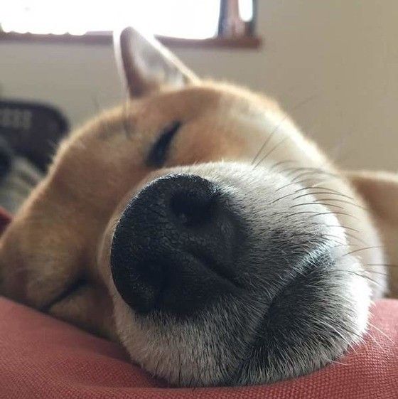 眠る柴犬