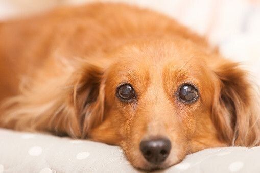 ミニチュア・ダックスフンド