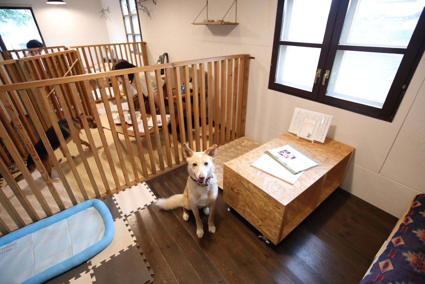 保護犬に会えるカフェってどんなところ かわいい犬とふれあえて迎えることもできる いぬのきもちweb Magazine 保護犬に会えるカフェってどんなところ かわいい犬とふれあえて迎えることもできる いぬのきもちweb Magazine