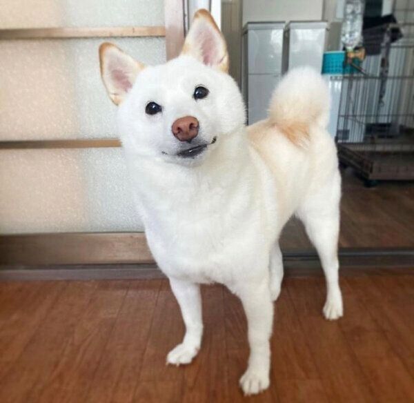 見つめるブランカちゃん