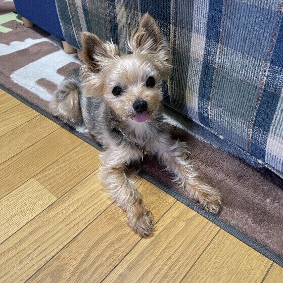 ヨークシャー・テリアのルナちゃん