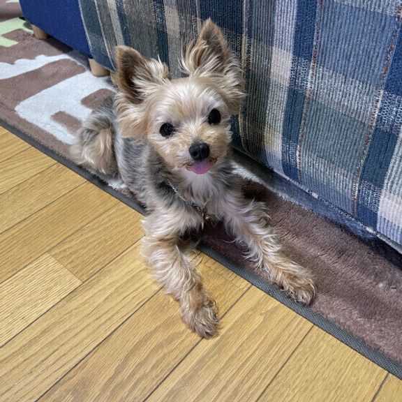 ヨークシャー・テリアのルナちゃん