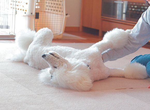 １才を迎えるまで重篤な症状が続いたマーリちゃん。最近は発作の間隔も延びて、Yさんと遊ぶ時間も増えました