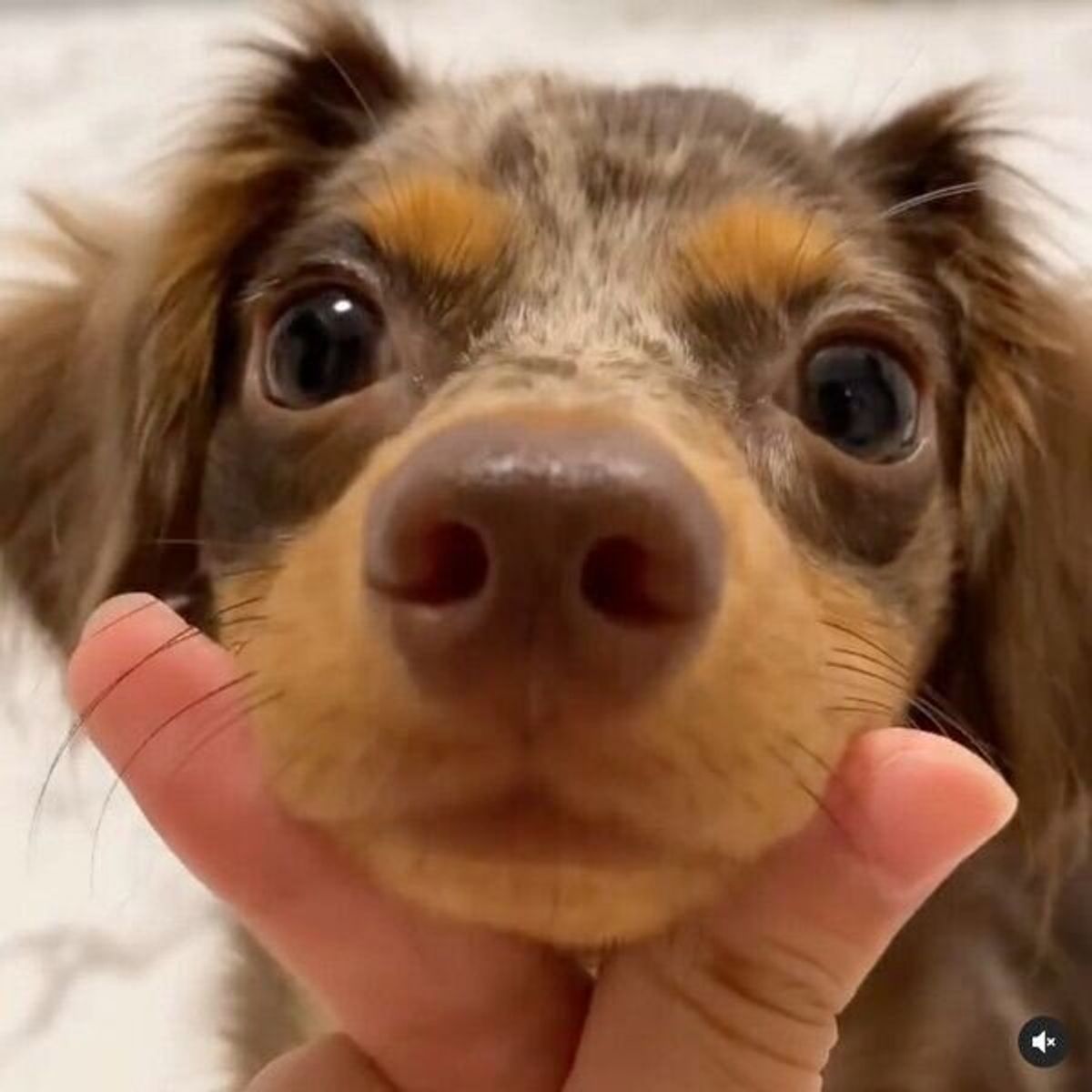 飼い主が指でハートマークを作ると キュンです とキメ顔をする犬の可愛さがスゴい いぬのきもちweb Magazine 飼い主が指でハートマークを作ると キュンです とキメ顔をする犬の可愛さがスゴい いぬのきもちweb Magazine